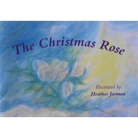 christmas-rose